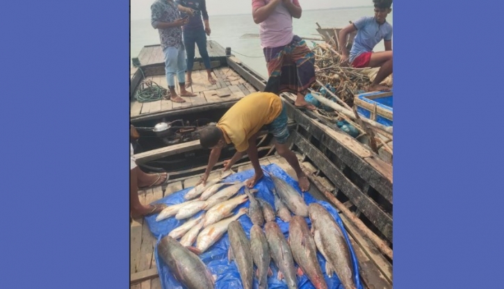 সুন্দরবনে পাওয়া ১৯টি মাছ বিক্রি হলো সাড়ে তিন লাখ টাকায় সুন্দরবনে পাওয়া ১৯টি মাছ বিক্রি হলো সাড়ে তিন লাখ টাকায়