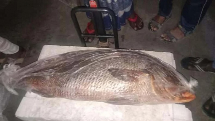 সুন্দরবনের এক মাছের দাম হাঁকা হচ্ছে ৪ লাখ টাকা সুন্দরবনের এক মাছের দাম হাঁকা হচ্ছে ৪ লাখ টাকা