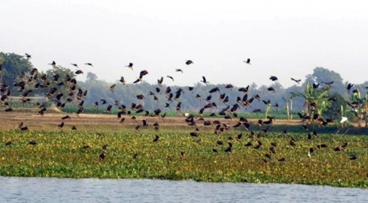 অতিথি পাখিতে মুখরিত আলমপুর গ্রাম