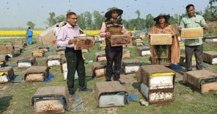 শাজাহানপুরে মাঠজুড়ে সরিষা ফুল, মধু সংগ্রহে ব্যস্ত খামারিরা শাজাহানপুরে মাঠজুড়ে সরিষা ফুল, মধু সংগ্রহে ব্যস্ত খামারিরা