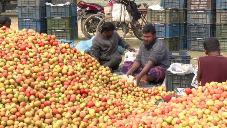 বগুড়ার ধুনটে ৩০ কোটি টাকার টমেটো উৎপাদন বগুড়ার ধুনটে ৩০ কোটি টাকার টমেটো উৎপাদন