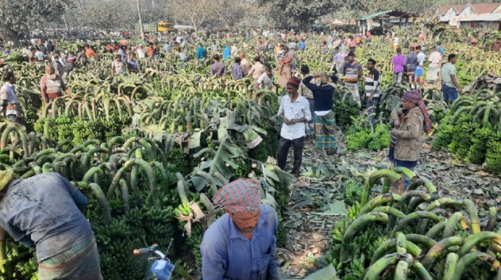 চলতি মৌসুমে ৫২১ কোটি টাকার কলা বিক্রি চলতি মৌসুমে ৫২১ কোটি টাকার কলা বিক্রি