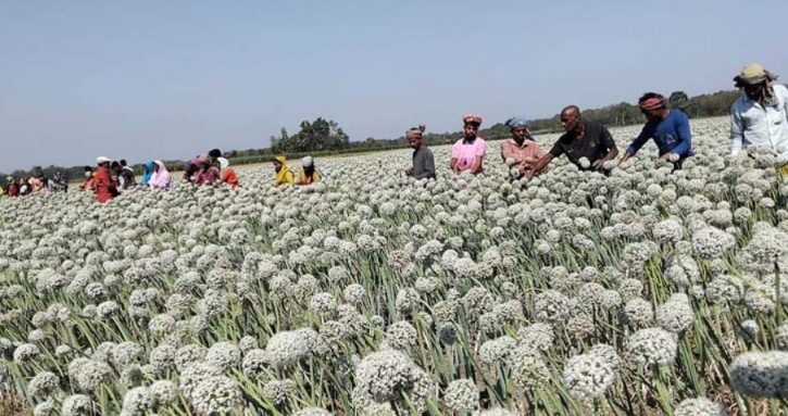 এবার ৩০০ কোটি টাকার ‘কালো সোনা’ উৎপাদনের আশা