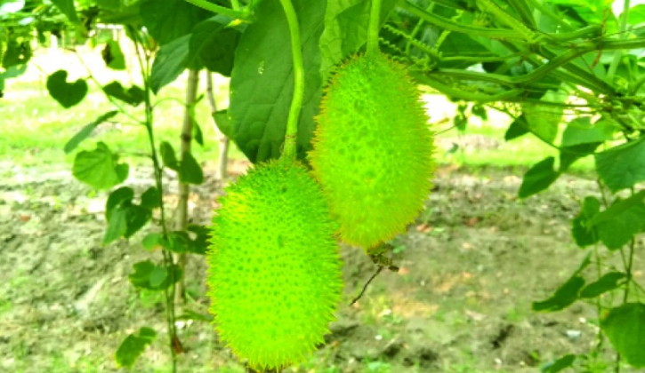 রোগ প্রতিরোধ ক্ষমতা বাড়ায় কাঁকরোল রোগ প্রতিরোধ ক্ষমতা বাড়ায় কাঁকরোল