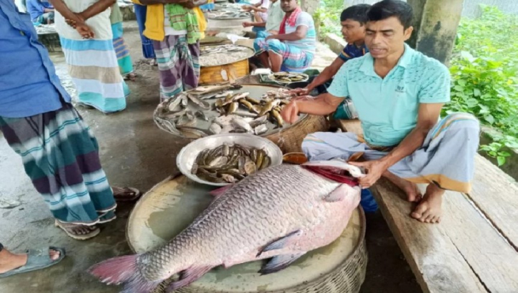 পদ্মায় জেলের জালে উঠলো ৩২ কেজির কাতল