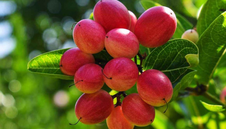 মিরাকল বেরি: এই ফল খাওয়ার পর যেকোনো টক ফল মিষ্টি লাগে মিরাকল বেরি: এই ফল খাওয়ার পর যেকোনো টক ফল মিষ্টি লাগে