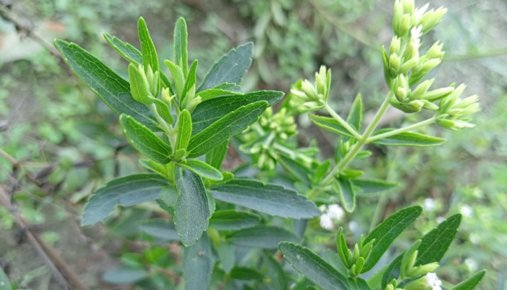 চিনির চেয়ে ৪০ গুণ বেশি মিষ্টি ‘স্টেভিয়া’