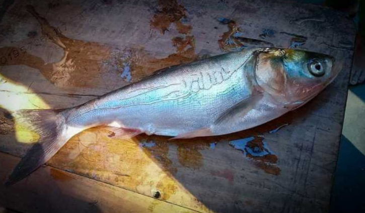 মাছের গায়ে ’আল্লাহর নাম’ সদৃশ লেখা ঘিরে চাঞ্চল্য মাছের গায়ে ’আল্লাহর নাম’ সদৃশ লেখা ঘিরে চাঞ্চল্য