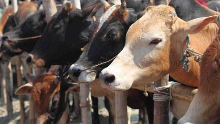 বগুড়ায় এবার ৭ লক্ষাধিক গবাদি পশু কুরবানির জন্য প্রস্তুত বগুড়ায় এবার ৭ লক্ষাধিক গবাদি পশু কুরবানির জন্য প্রস্তুত