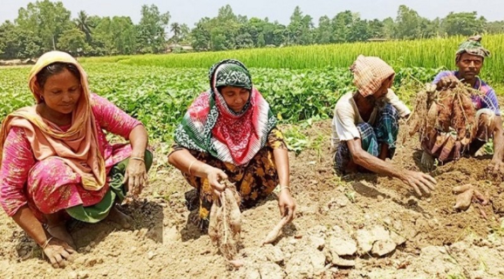 বগুড়ায় জাপানি মিষ্টি আলু চাষে কৃষকের আগ্রহ