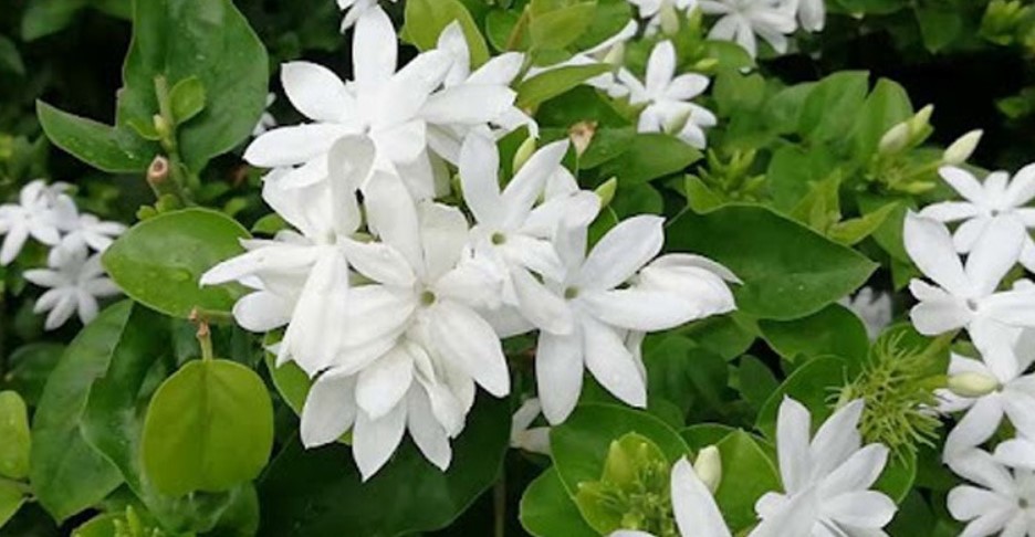 জুঁই ফুলের উপকারী গুণ জুঁই ফুলের উপকারী গুণ