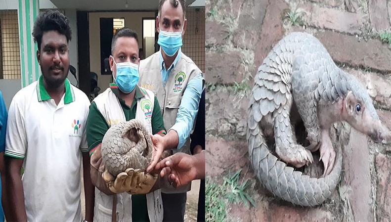 নেত্রকোণায় বিরল প্রজাতির বনরুই উদ্ধার নেত্রকোণায় বিরল প্রজাতির বনরুই উদ্ধার