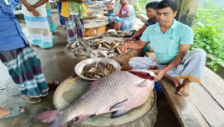 পদ্মায় জেলের জালে উঠলো ৩২ কেজির কাতল পদ্মায় জেলের জালে উঠলো ৩২ কেজির কাতল