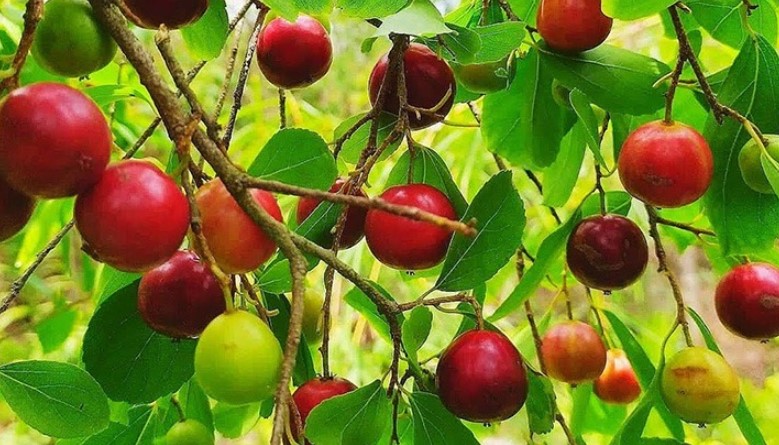 পায়েলা ফলে ৬০ ভাগই আয়রন পায়েলা ফলে ৬০ ভাগই আয়রন
