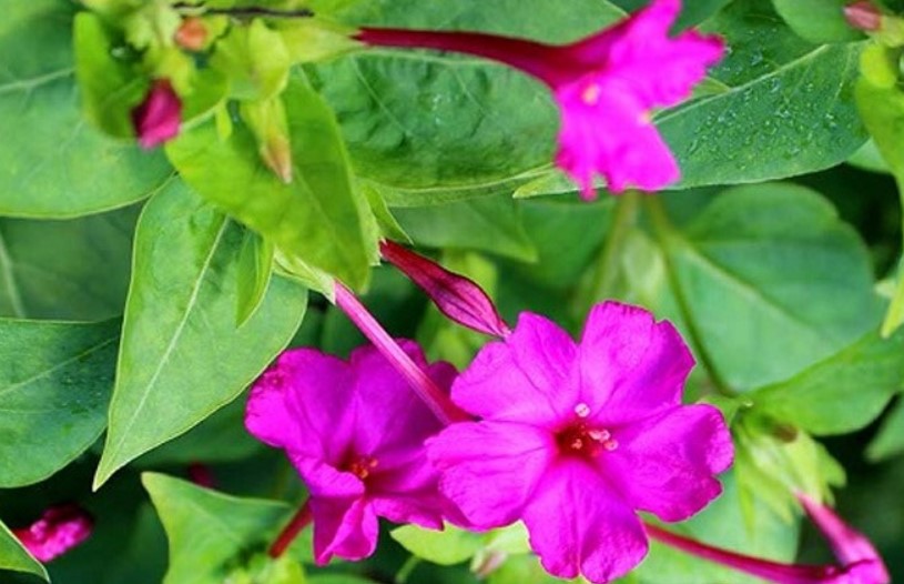 কাশি, দাদ, পেটের ব্যথার সমাধান সন্ধ্যামালতী কাশি, দাদ, পেটের ব্যথার সমাধান সন্ধ্যামালতী