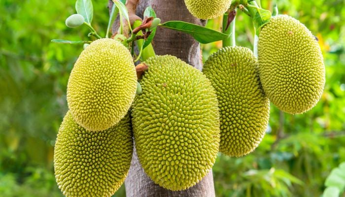 Bumper production of jackfruits in Gazipur