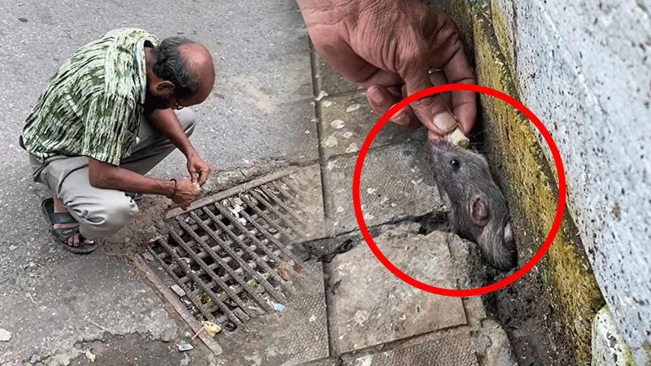 ইঁদুরের সঙ্গে মানুষের প্রেম