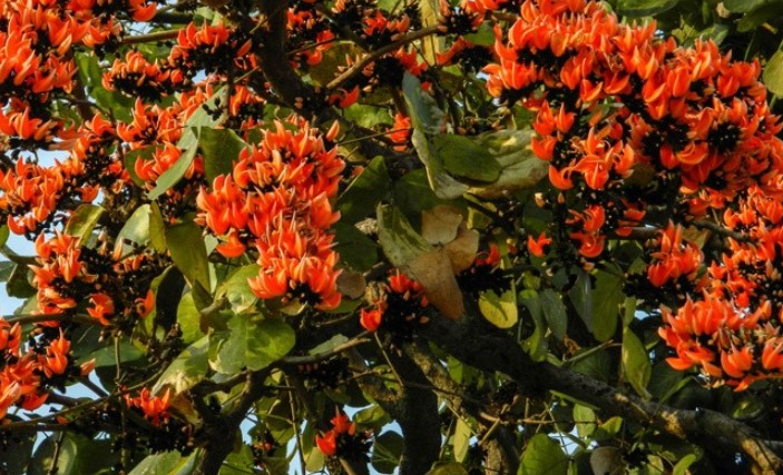 গাঁটে ব্যথায় উপকারী পলাশ গাঁটে ব্যথায় উপকারী পলাশ