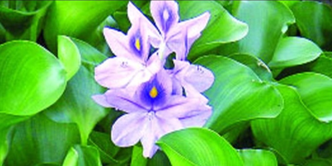 কচুরিপানার স্বাস্থ্য উপকারিতা কচুরিপানার স্বাস্থ্য উপকারিতা