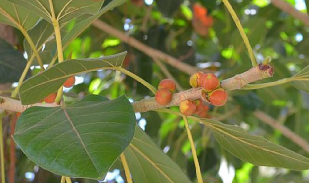 অশ্বত্থের পাকা ফল স্মরণশক্তি বাড়ায়