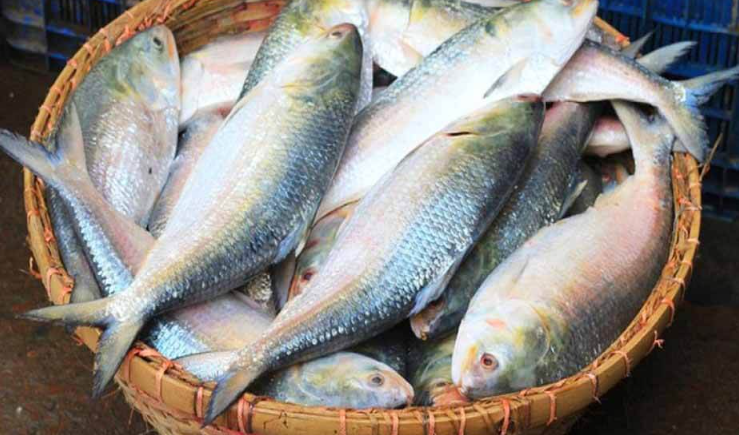 ১৩ অক্টোবর থেকে ২২ দিন ইলিশ ধরা নিষিদ্ধ