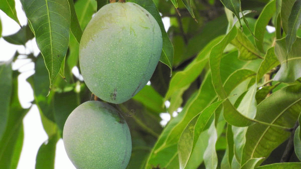 আমপাতা শরীরের জন্য অনেক উপকার