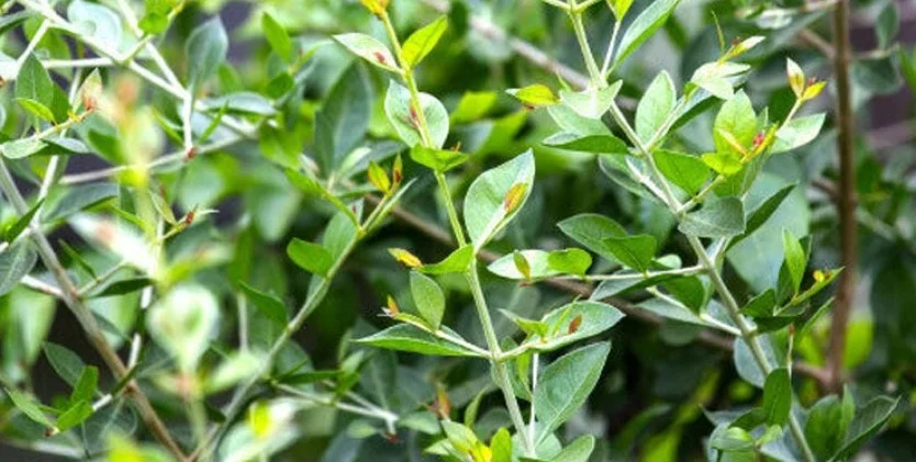 শারীরিক সমস্যার সমাধানে মেহেদি