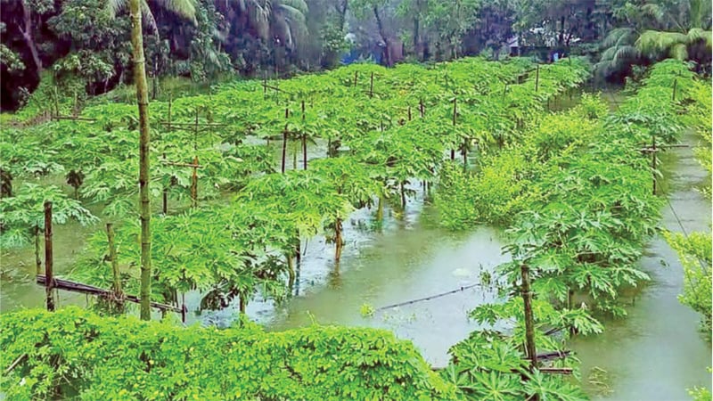 বৃষ্টির পানিতে ভেসে গেল চাষির স্বপ্ন