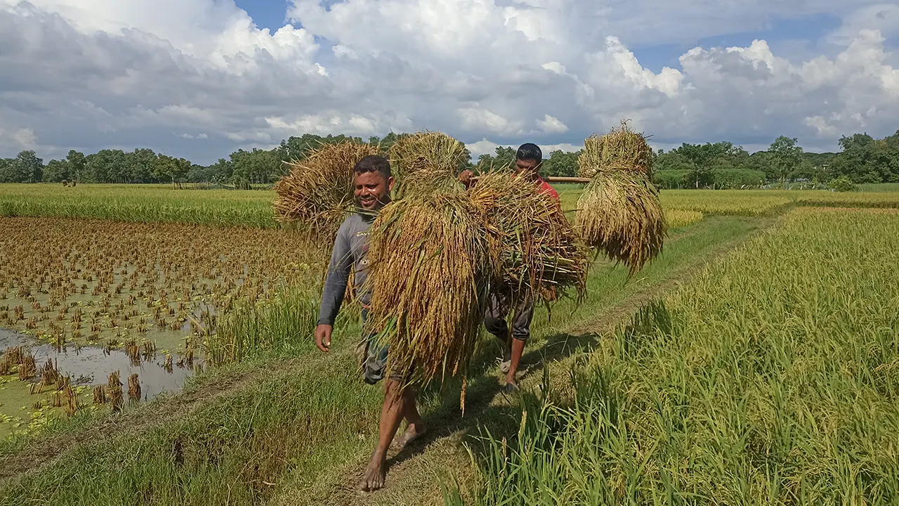 যত্নে ফলানো ‘স্বপ্ন’ এবার যাচ্ছে কৃষকের বাড়ি