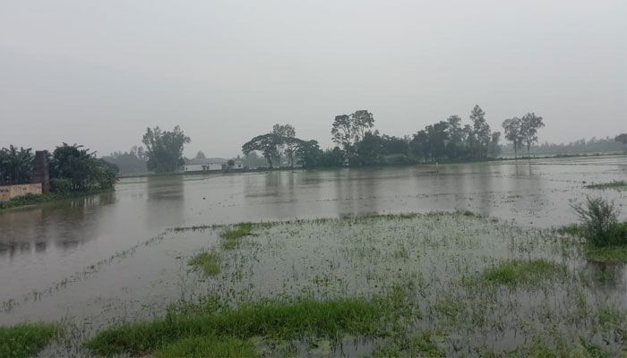 সারিয়াকান্দিতে বর্ষার পানিতে তলিয়ে গেছে ১৫ হেক্টর ধানের জমি সারিয়াকান্দিতে বর্ষার পানিতে তলিয়ে গেছে ১৫ হেক্টর ধানের জমি