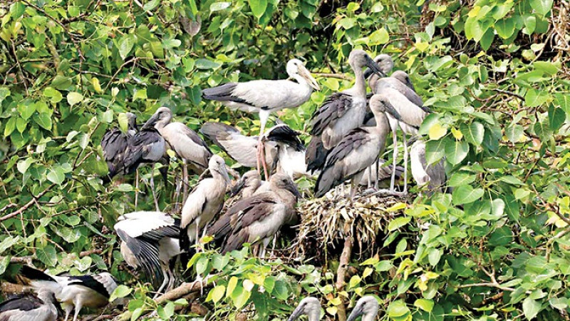 হাজারো পাখির নিরাপদ আশ্রয় বগুড়ার বিহারহাট