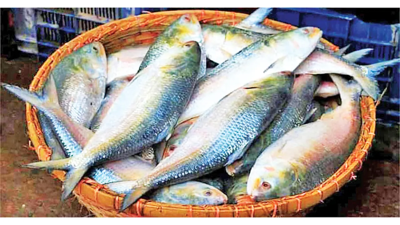 ভারতে ইলিশ পাঠাবে ৩৭ প্রতিষ্ঠান