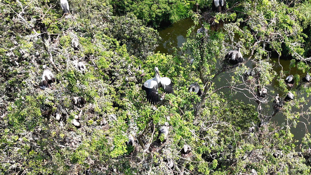 গ্রামটি এখন অতিথি পাখির স্বর্গরাজ্য