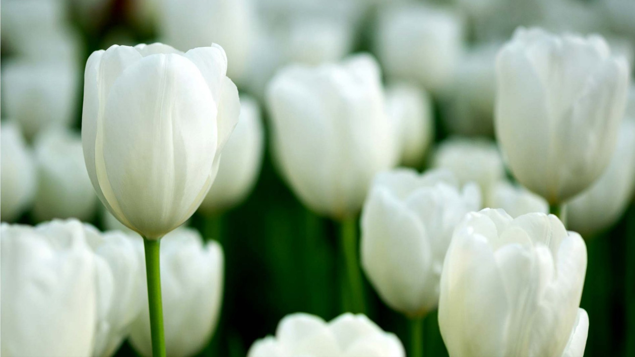 নবীজির (সা.) সহধর্মিণী সাওদার (রা.) সরলতা ও উদারতা