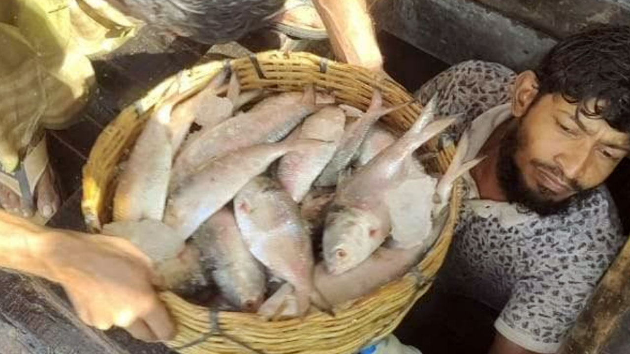 এক ট্রলারে ১৪০ মণ ইলিশ, সাড়ে ৩১ লাখ টাকায় বিক্রি 