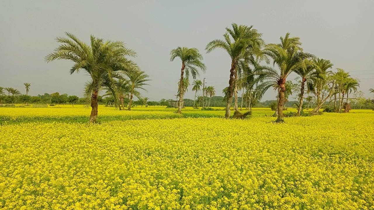 বগুড়ার দুপচাঁচিয়ায় আলু ও সরিষা চাষের লক্ষ্য মাত্রা নির্ধারণ