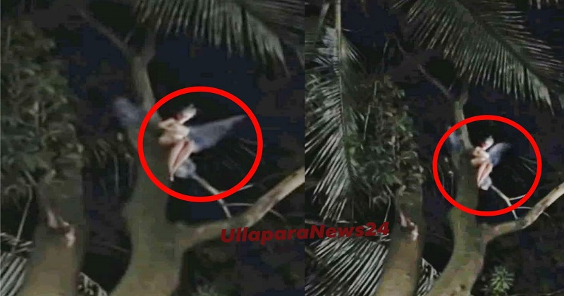 সিরাজগঞ্জে পরীর সদৃশ্য প্রাণীর উপস্থিতি, মুহূর্তেই ক্যামেরাবন্দী