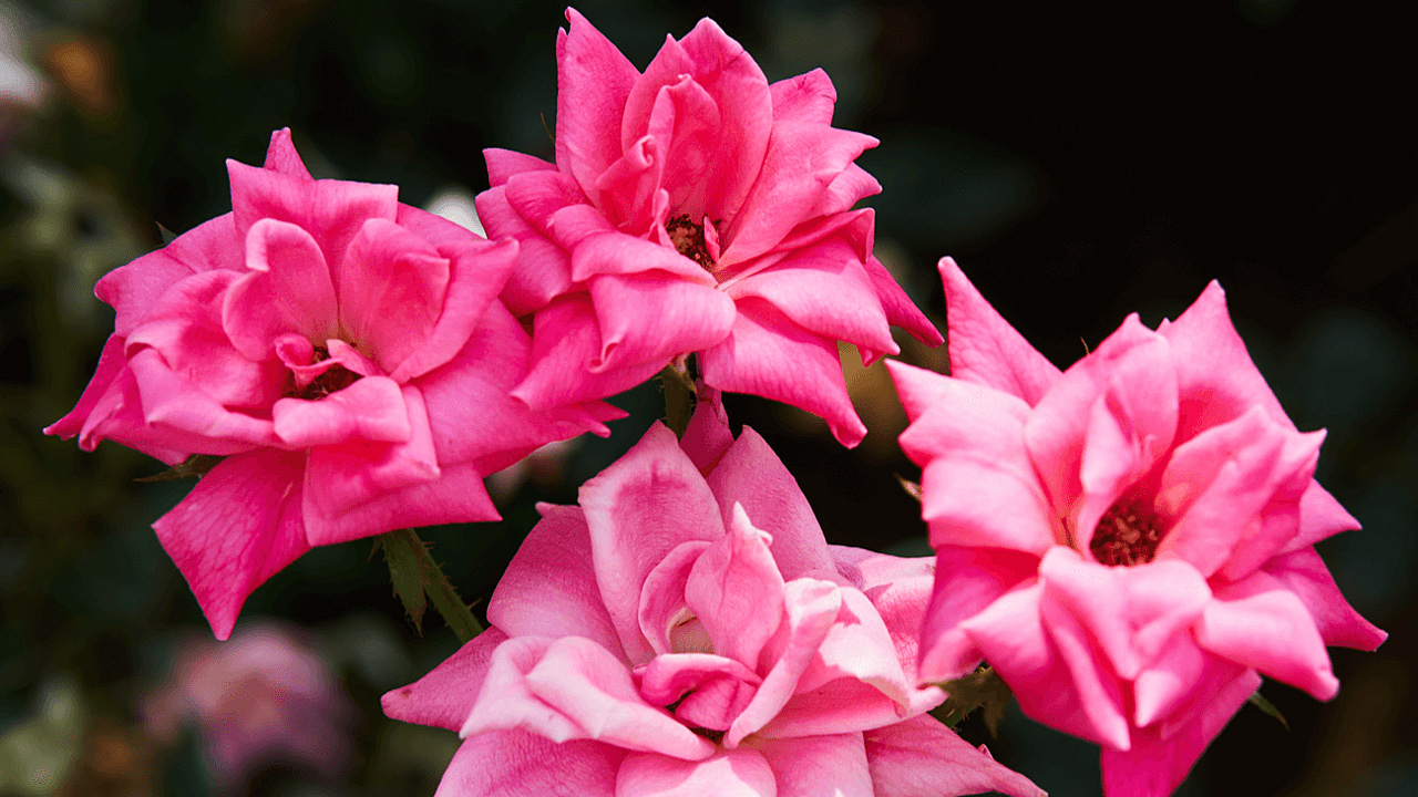 খাদিজার (রা.) যে ৪ গুণ নারীদের জন্য অনুসরণীয় খাদিজার (রা.) যে ৪ গুণ নারীদের জন্য অনুসরণীয়