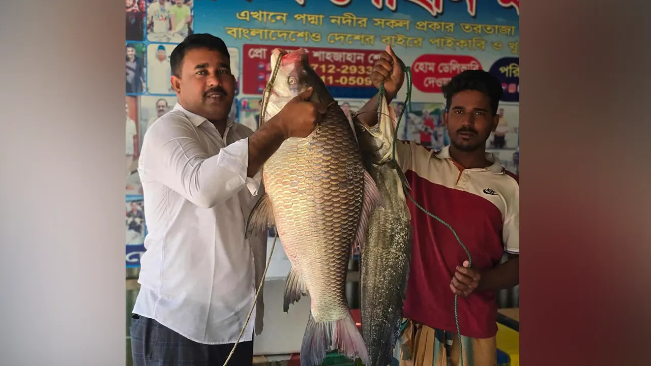 পদ্মার ১৮ কেজির কাতল ৩৮ হাজার টাকায় বিক্রি