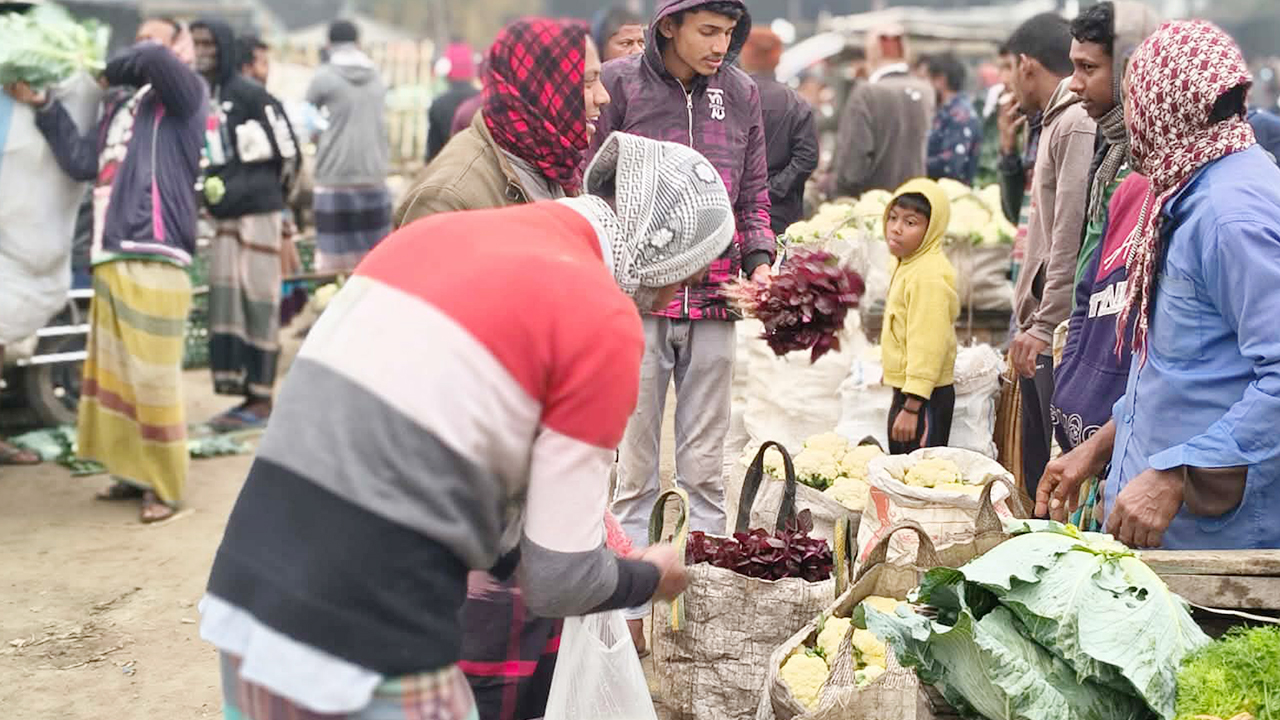 বগুড়ায় ফুলকপির কেজি ২ টাকা, ন্যায্য দাম না পেয়ে বিপর্যস্ত কৃষক