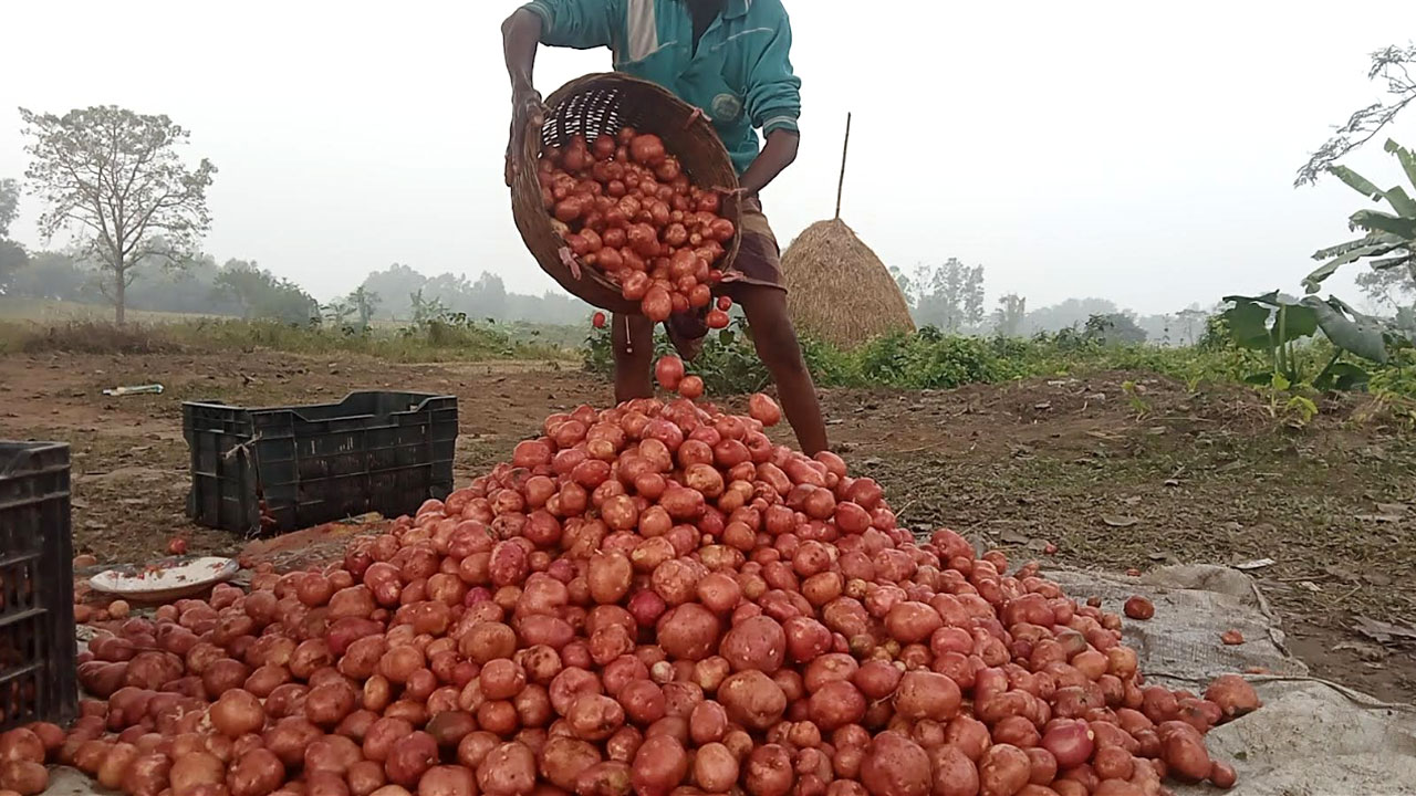 মৌসুম শুরুর আগেই বগুড়ায় আগাম আলু, গত বছরের তুলনায় দামে বড় ধস