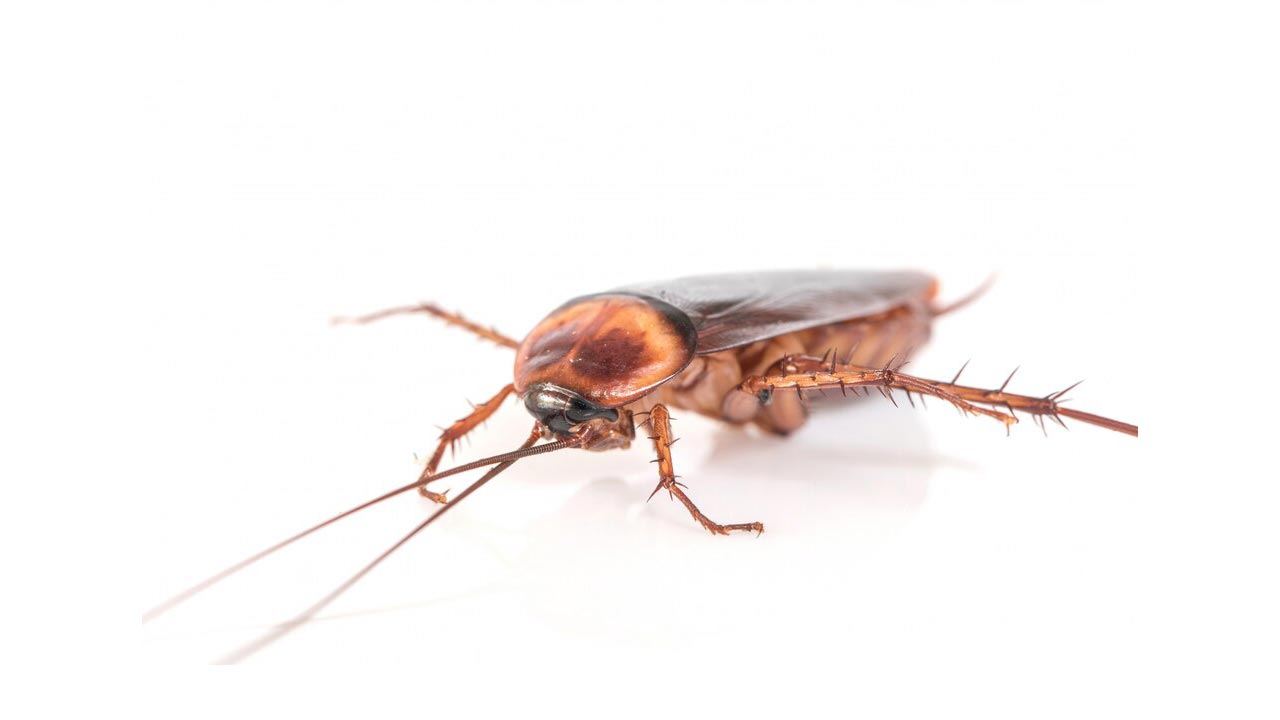 রাসায়নিক ছাড়াই ঘর থেকে তেলাপোকা দূর করবেন যেভাবে