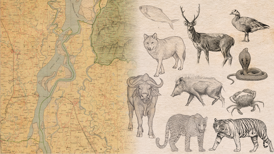 ১৬১ বছর আগে বগুড়ায় বাঘ ও চিতাবাঘ শিকার, ২৫৭টি খুলি, পুরস্কার মিলেছিল ৭০০ টাকা ১৬১ বছর আগে বগুড়ায় বাঘ ও চিতাবাঘ শিকার, ২৫৭টি খুলি, পুরস্কার মিলেছিল ৭০০ টাকা