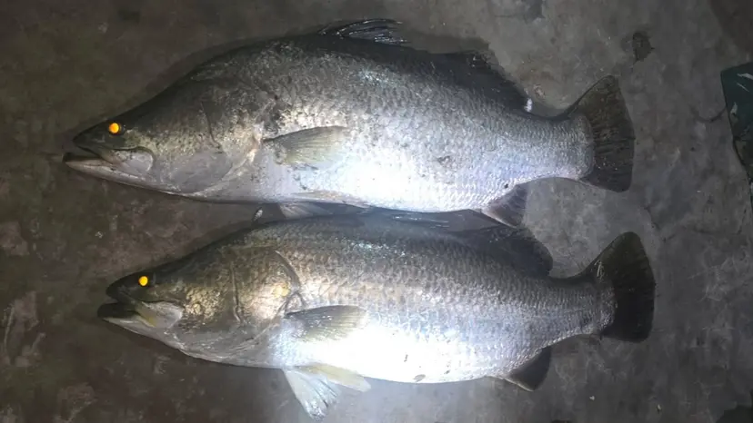 নোয়াখালীর পুকুরে মিলল ২৬ কেজির দুই কোরাল মাছ