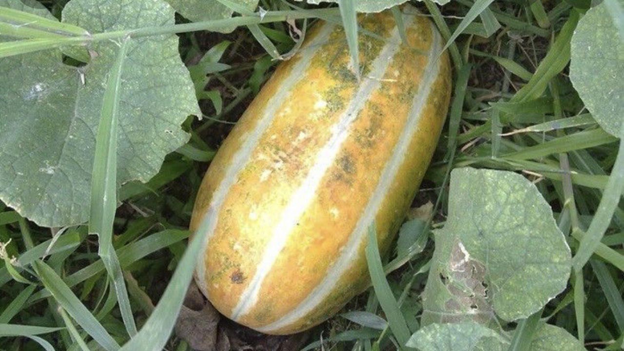 বাঙ্গি খাওয়ার উপকারিতা জেনে নিন