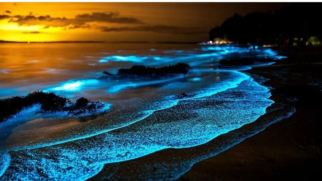 থাইল্যান্ডে রাত হলেই সমুদ্রপাড়ে জ্বলে ওঠে রহস্যময় আলো! থাইল্যান্ডে রাত হলেই সমুদ্রপাড়ে জ্বলে ওঠে রহস্যময় আলো!