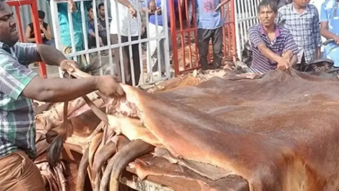 কোরবানির চামড়ার ন্যায্যমূল্য নির্ধারণে আন্তঃমন্ত্রণালয় কমিটি গঠন