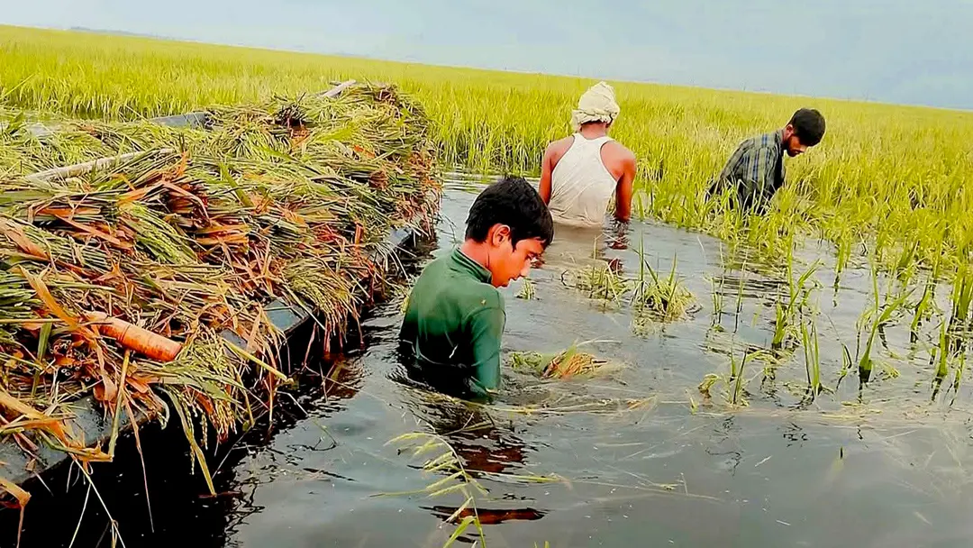 তলিয়ে গেছে ফসল, দুশ্চিন্তায় সুনামগঞ্জের লাখো কৃষক
