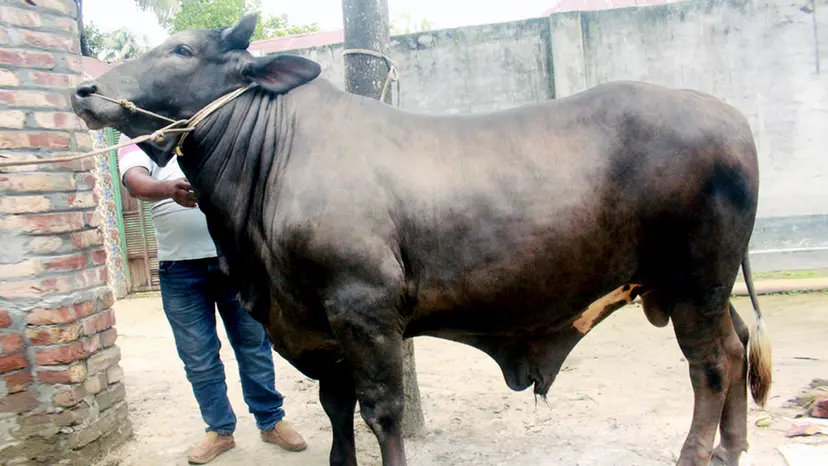 এলাকা কাঁপাচ্ছে ‘দিনাজপুরের সম্রাট’, দাম ১২ লাখ