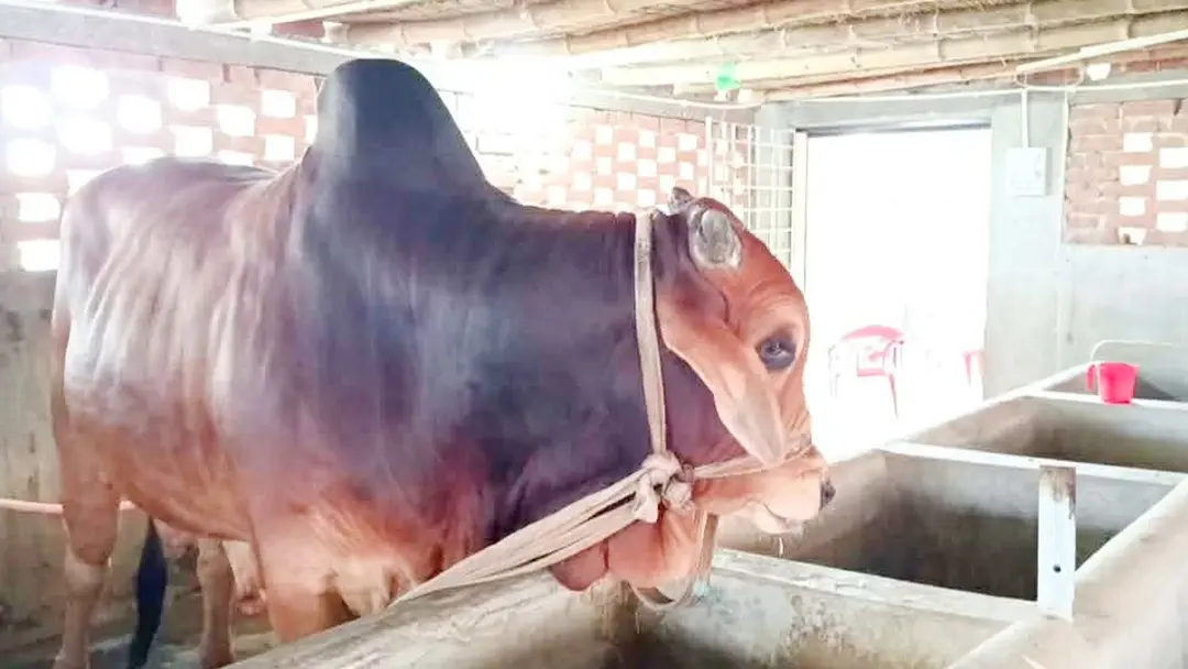 ৩০ মণ ওজনের ষাঁড় ‘লালু’ দেখতে ভিড়, দাম হাঁকা হয়েছে ১০ লাখ